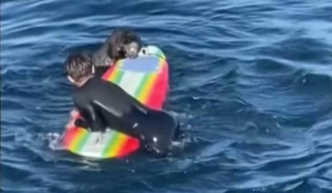 Surfers in California have been warned to keep an eye out for a territorial sea otter that has been nibbling surfboards. The Santa Cruz police department warned that the otter had been “biting, scratching and climbing on surfboards.” Screenshot from video by Hefti Brunold/Amazing Animals+/TMX via AP.